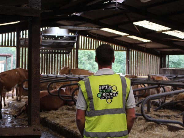 Little Green Energy Company Help Meadow Court Farm Cows